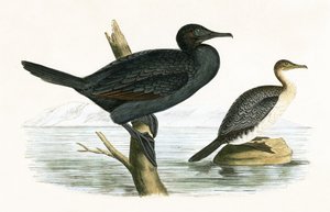 小さな鵜、チャールズロバートブリー（1811-86）による「イギリス諸島で観察されないヨーロッパの鳥の歴史」のイラスト、1867年公開 作： English School