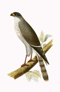 リトルレッドビルドホーク、チャールズロバートブリー（1811-86）による「イギリス諸島では観察されなかったヨーロッパの鳥の歴史」のイラスト、1867年発行 作： English School