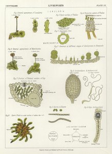 苔類