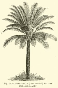 マラバル海岸の生きているソテツ（Cycas circinalis） 作： English School