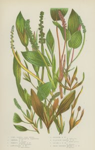 Long Leaved Pond Weed、Shining Pond Weed、Various Leaved Pond Weed、Lanceolate Pond Weed（カラーリトグラフ）