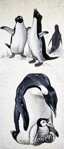 自然を見て：蝶形虫とは 作： English School