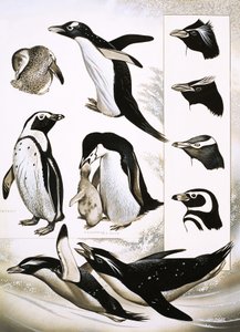 自然を見て：ツツガムシペンギンとは！ 作： English School