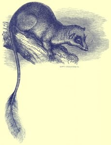 Lows Ptilocerque、カッセル自然史のイラスト 作： English School