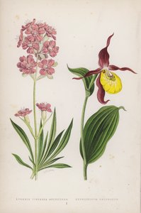 Lychnis Viscaria Splendens; Cypripedium Calceolus (カラーリトグラフ) 作： English School
