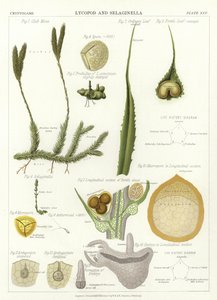 LycopodとSelaginella