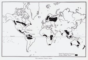 森林地帯の地図（リトグラフ 作： English School
