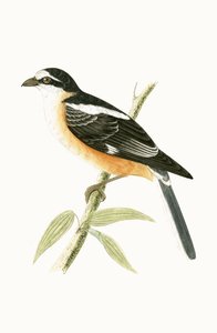 チャールズロバートブリー（1811-86）による「イギリス諸島では観察されないヨーロッパの鳥の歴史」の図解された仮面シュライク、1867年 作： English School
