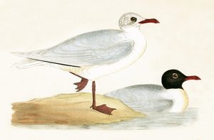 地中海の黒頭のカモメ、チャールズロバートブリー（1811-86）による「イギリス諸島では観察されないヨーロッパの鳥の歴史」のイラスト、1867年に公開（カラーリソ）