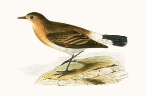 Menetries Wheatear、チャールズロバートブリー（1811-86）による「イギリス諸島では観察されないヨーロッパの鳥の歴史」のイラスト、1867年発行 作： English School