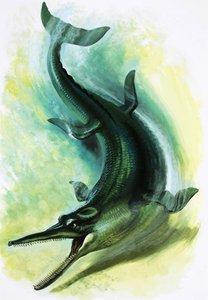 Metriorhynchus 作： English School