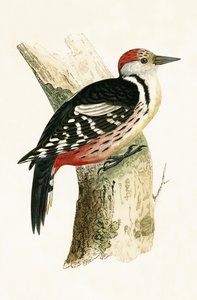 中央の斑点のあるキツツキ、チャールズロバートブリー（1811-86）による「イギリスの島々では観察されないヨーロッパの鳥の歴史」の図解、1867年発行 作： English School