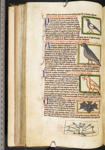 Summa de vitiis』（ハーレー3244巻、f.55v、1236-50年頃）を含む神学雑録より、鳥の細密画とコウモリの余白画（ヴェラム 作： English School