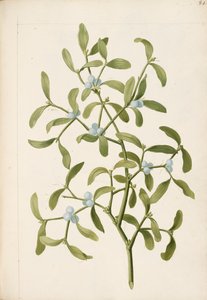 ヤドリギ。半寄生植物、1664年頃（リトグラフ）。