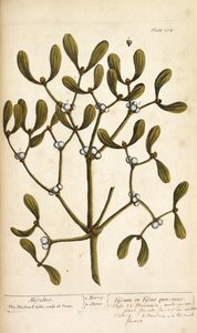エリザベス・ブラックウェルの「A Curious Herbal...」よりヤドリギ 作： English School