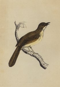 Mocking Bird（カラーリトグラフ 作： English School