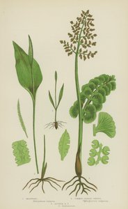Moonwort、Common Adder