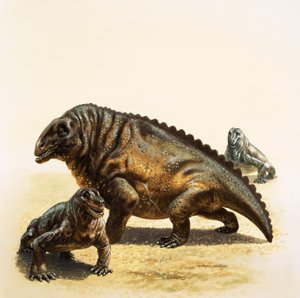 Moschops