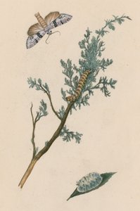 蛾、毛虫、蛹 作： English School