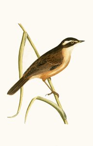 口ひげを生やしたウグイス、チャールズロバートブリー（1811-86）による「イギリス諸島では観察されないヨーロッパの鳥の歴史」のイラスト、1867年 作： English School