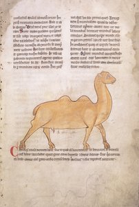 Ms.254 f.9r ラテン語と英語の獣譜からラクダ 13世紀初頭（写本）