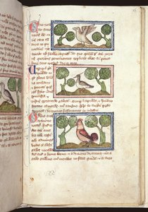 Ms 379、f.25r：地面に3羽の鳥、獣医、14世紀初頭（羊皮紙） 作： English School