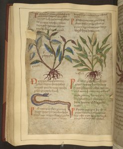 Ms. Cotton Vitellius C.III fol.56v 11 世紀初頭の Apuleius (123-80AD) による古英語ハーブからの Petersilie、Cawel、および蛇のイラスト (ベラム) 作： English School