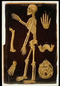 Ms Hunter 364 Table III Dissection、from Anatomical Tables、by John Banister（1540-1610）（oil on茶色の紙）
