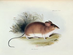 Mus Darwinii、The Zoology of the Voyage of HMS Beagle、1832-36、Charles Darwin（1809-92）、1840