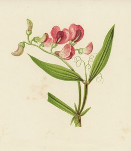 狭い葉の永遠のエンドウ豆、Lathyrus Sylvestris（カラーリソ） 作： English School