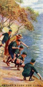 カブスの自然研究、1929 作： English School