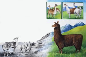 Nature&39;s Kingdom：見てください-こぶはありません！ 作： English School