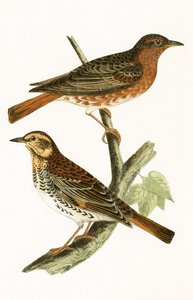 ナウマンのツグミ、チャールズロバートブリー（1811-86）による「イギリスの島々では観察されないヨーロッパの鳥の歴史」からのイラスト、1867年公開 作： English School