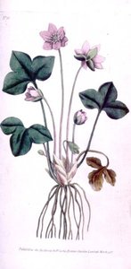 ノーブル・リバウォート（アネモネ・ヘパティカ）、ウィリアム・カーティスの「The Botanical Magazine」（または「Flower Garden Displayed」）のプレート10。1787年の彫刻 作： English School