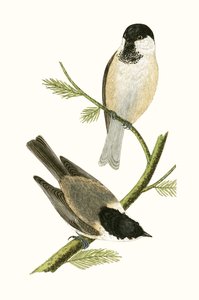 ノーザンティット、チャールズロバートブリー（1811-86）による「イギリス諸島では観察されないヨーロッパの鳥の歴史」のイラスト、1867年発行 作： English School