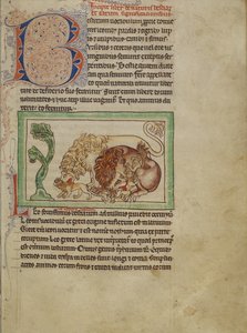 Northumberland Bestiary、c.1250-60（羊皮紙に色付きのウォッシュとインク） 作： English School