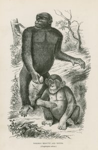 Nshiego Mbouve and Young、Troglodytes Calvu