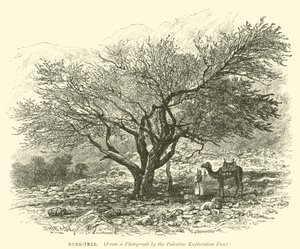 Nubk-Tree