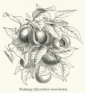 ナツメグ（Myristica moschata）（彫刻） 作： English School