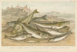 海の魚（彩色済み彫刻