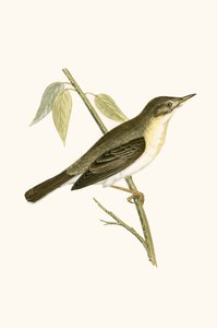 チャールズ・ロバート・ブリー（1811-86）による「イギリス諸島では観察されないヨーロッパの鳥の歴史」からのイラスト 作： English School