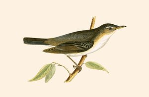 チャールズロバートブリー（1811-86）による「イギリスの島々では観察されないヨーロッパの鳥の歴史」からのイラスト、1867年に公開されたオリーブツリーワーブラー 作： English School