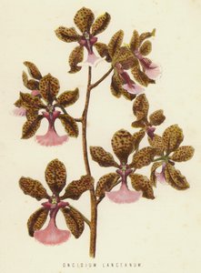 Oncidium Lanceanum (クロモリス) 作： English School