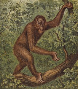 オランウータン（カラーリトグラフ）