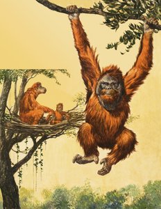 オランウータン