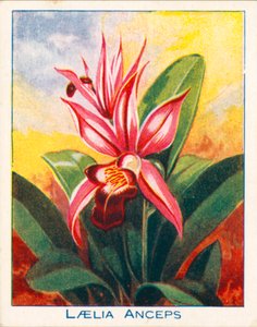 蘭の花ラエリア・アンセプス（カラーリトグラフ） 作： 英語学校