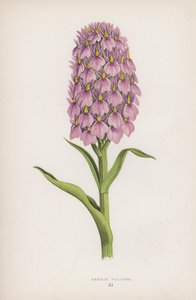 Orchis Foliosa（カラーリトグラフ