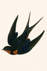 オリエンタルチムニースワロー、チャールズロバートブリー（1811-86）による「イギリス諸島では観察されないヨーロッパの鳥の歴史」のイラスト、1867年発行 作： English School