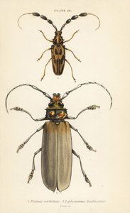 Orthomegas cinnamomeus Prionus corticinus 1, and Batus barbicornis, Lophonocerus barbicornis 2 作： English School