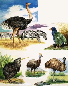 ダチョウ、キウイ、ヒクイドリ、エミュー、タカヘ